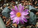 Ariocarpus kotschoubeyanus v. macdowellii