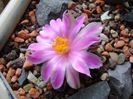 Ariocarpus kotschoubeyanus v. macdowellii