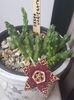 Orbea variegata-prima floare