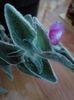 Tradescantia argintie ,