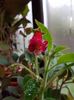 thumbnail (36) Lady in Red