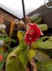 thumbnail (30) Ryskan