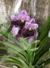 Vanda Two Tone Lavender