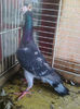 Photo0782