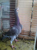 Photo0799