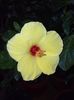 Hibi crazy yellow