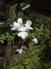 Plumbago alb