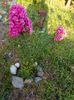 Liliac indian