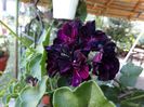 Pelargonim