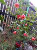 Abutilon