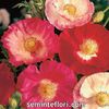Seminte de flori Poppy Shirley Double Mix