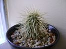 Cylindropuntia bigelovii (Teddybear Cholla)