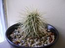 Cylindropuntia bigelovii (Teddybear Cholla)