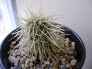 Cylindropuntia bigelovii (Teddybear Cholla)