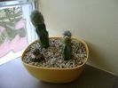 Grup de 4 cactusi altoiti