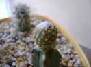 Copiapoa laui