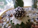 Copiapoa tenuissima f. monstruosa