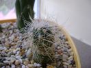Copiapoa krainziana