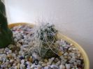 Copiapoa krainziana