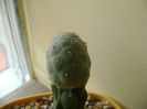 Tephrocactus alexanderi v. geometricus