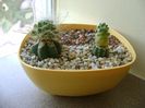Grup de 2 cactusi altoiti