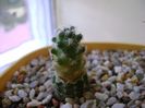 Mammillaria saboae ssp. haudeana