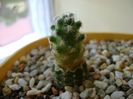 Mammillaria saboae ssp. haudeana