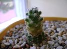 Mammillaria saboae ssp. haudeana