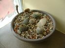 Grup de 6 cactusi