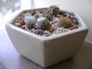 Grup de 6 cactusi