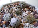 Grup de 6 cactusi