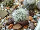 Sulcorebutia patriciae