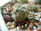 Acanthocalicium (Echinopsis) thionanthum