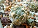 Acanthocalicium (Echinopsis) thionanthum