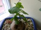 Dioscorea elephantipes