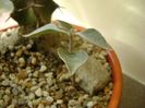 Kalanchoe bracteata