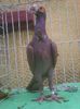 Photo0919