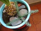 Araucaria cunninghamii v. glauca