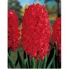 jan_bos_hyacinth_001-228x228