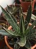 Agave black Widow