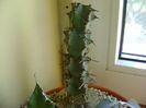 Euphorbia coerulescens