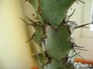 Euphorbia coerulescens