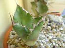 Agave titanota