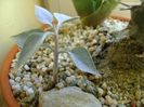 Kalanchoe bracteata
