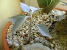 Kalanchoe bracteata