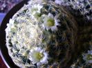 Mammillaria schiedeana