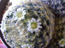 Mammillaria schiedeana