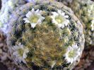 Mammillaria schiedeana