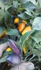 CHILLI FOUR COLLORS