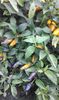 CHILLI FOUR COLLORS